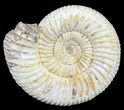 Perisphinctes Ammonite - Jurassic #54226-1